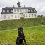 Un Miniature Rottweiler assis sur un terrain gazonné et tirant la langue 