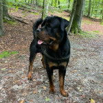 Un Miniature Rottweiler sur un sol jonchés de feuilles mortes et portant un harnais 