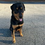 Un Miniature Rottweiler assis sur une surface bitumée et tirant la langue 