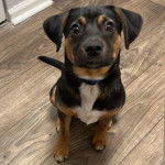 Un Miniature Rottweiler assis sur un plancher et portant un collier autour du cou 