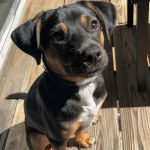 Un chiot Miniature Rottweiler assis sur un plancher et portant un collier autour 