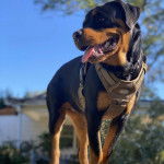 Un Miniature Rottweiler portant un harnais et tirant la langue 