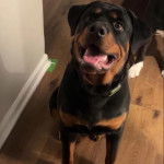 Un Miniature Rottweiler sur un parquet et ayant la gueule légèrement ouverte