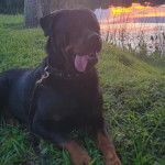 Un Miniature Rottweiler allongé sur terrain herbeux et qui est tenu en laisse