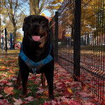 Un Miniature Rottweiler sur terrain herbeux, portant un harnais et tirant la langue 