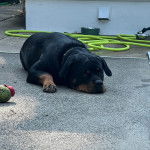 Un Miniature Rottweiler allongé sur un sol en béton et portant un collier autour du cou 