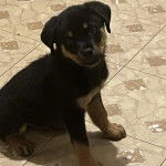 Un chiot Miniature Rottweiler assis sur un carrelé et regardant vers la caméra 