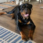 Un Miniature Rottweiler allongé sur un plancher et ayant la gueule légèrement ouverte 