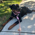 Un Miniature Rottweiler allongé sur une surface bétonnée et qui est tenu en laisse 