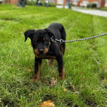 Un chiot Miniature Rottweiler sur un terrain herbeux et qui est tenu en laisse 
