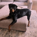 Un Miniature Rottweiler sur un canapé et portant un collier autour du cou