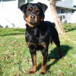 Un Miniature Rottweiler sur une surface herbacée et portant un collier autour du cou