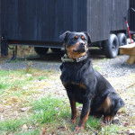 Un Miniature Rottweiler assis sur un terrain herbeux et portant un collier autour du cou 