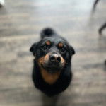 Un Miniature Rottweiler sur un plancher et semlant détendu