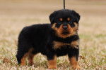 Un chiot Miniature Rottweiler sur un terrain herbeux regardant vers la caméra 