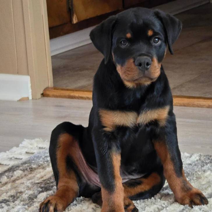 Un Miniature Rottweiler assis sur un tapis et regardant vers la caméra 