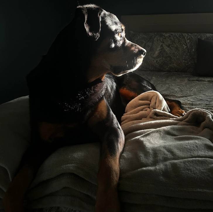 Un Miniature Rottweiler allongé sur un lit et regardant vers sa droite 