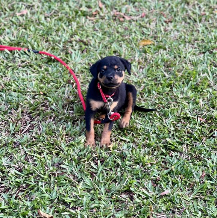 Un chiot Miniature Rottweiler assis sur une surface gazonnée et qui est tenu en laisse 