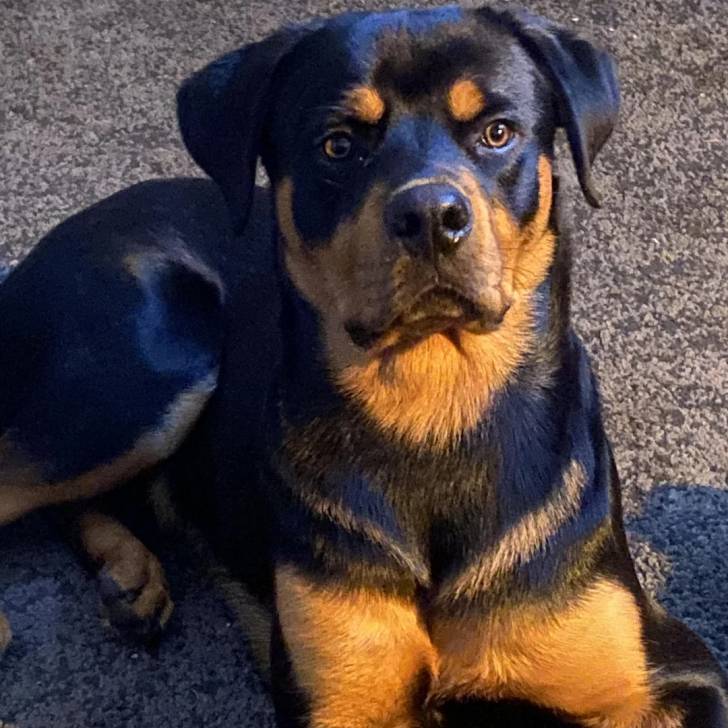 Un Miniature Rottweiler allongé sur une moquette et regardant vers la caméra 