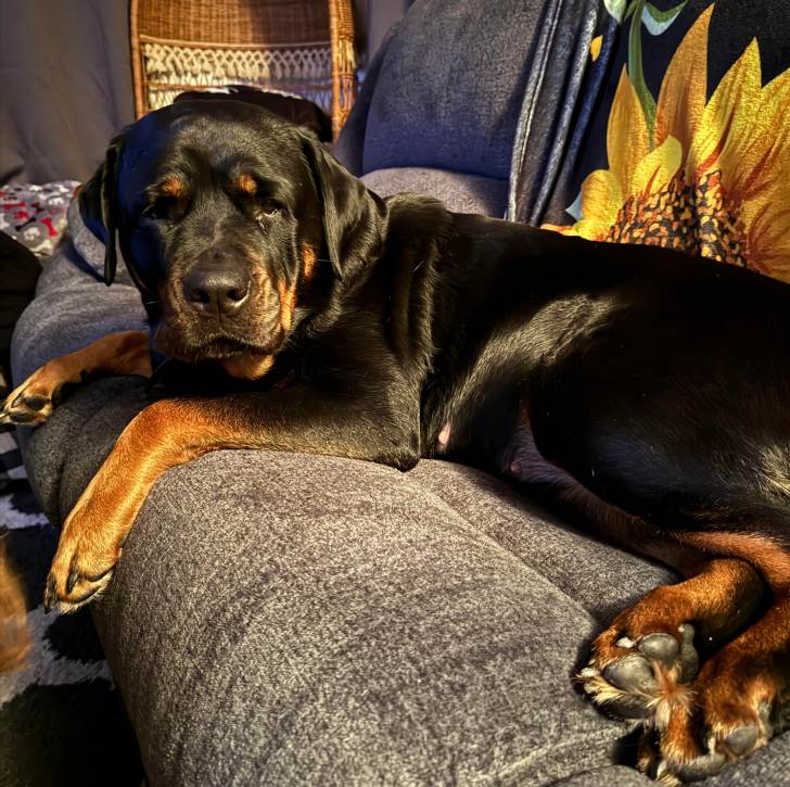 Un Miniature Rottweiler allongé sur un canapé et regardant vers la caméra