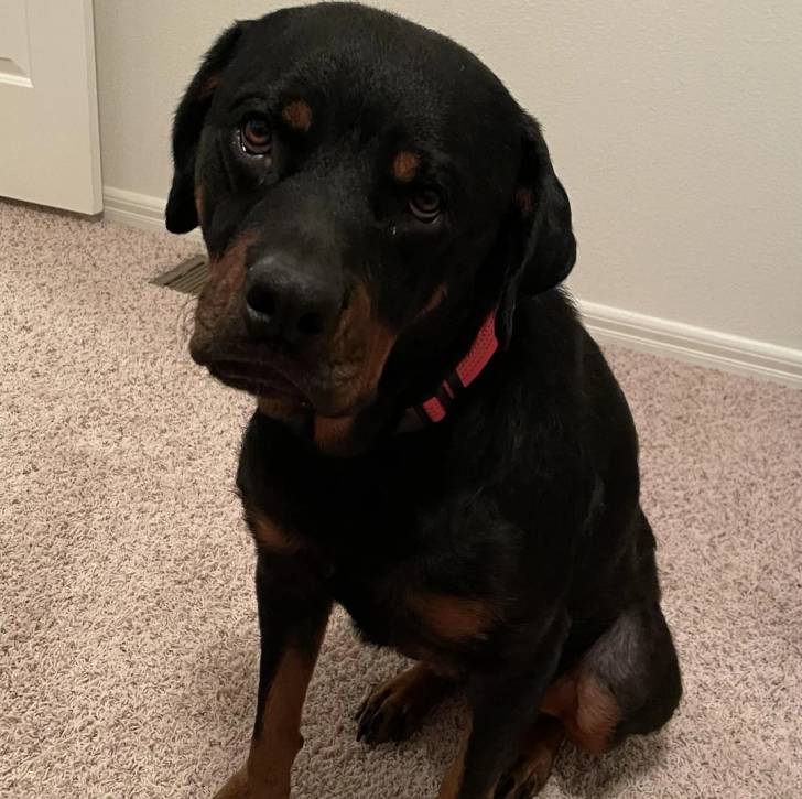 Un Miniature Rottweiler assis sur une moquette et portant un collier autour du cou 