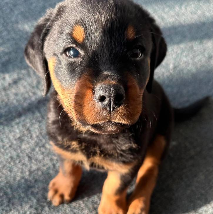 Un chiot Miniature Rottweiler assis sur une moquette et regardant la caméra 