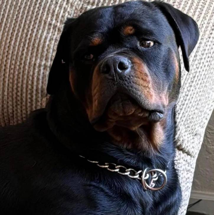 Un Miniature Rottweiler allongé sur un canapé et portant un collier autour du cou 