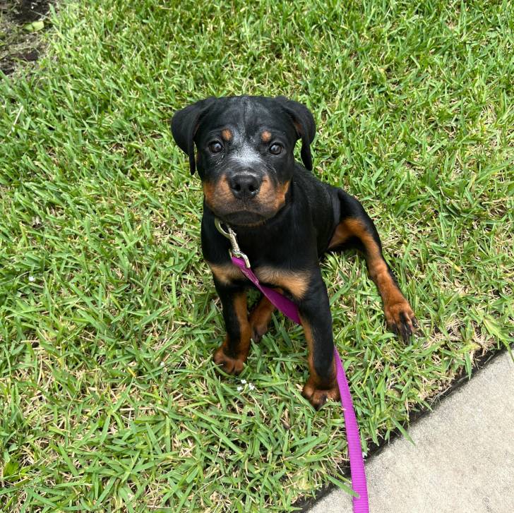Un chiot Miniature Rottweiler assis sur une surface gazonnée et qui est tenu en laisse 