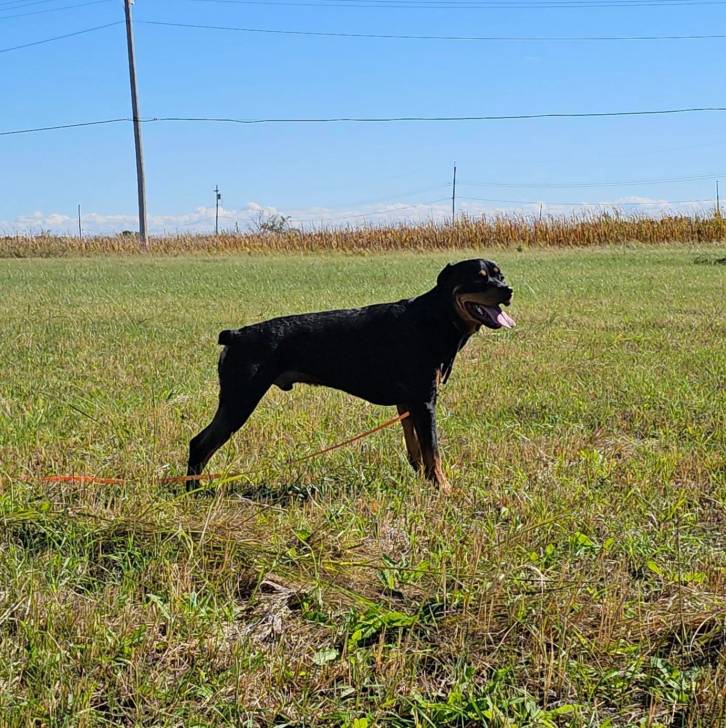 Profil d'un Miniature Rottweiler sur un terrain herbeux et ayant la gueule légèrement ouverte 