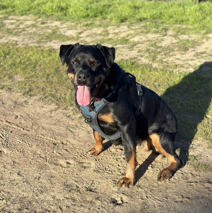 Un Miniature Rottweiler assis sur une surface sableuse, ayant la langue pendante et portant un harnais 