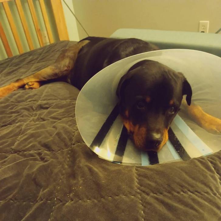 Un Miniature Rottweiler allongé sur un lit et portant un carcan 