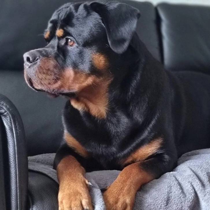Un Miniature Rottweiler allongé sur un canapé et qui semble détendu 