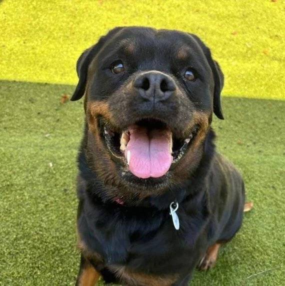Un Miniature Rottweiler assis sur une surface gazonnée, tirant la langue et portant un collier autour du cou 