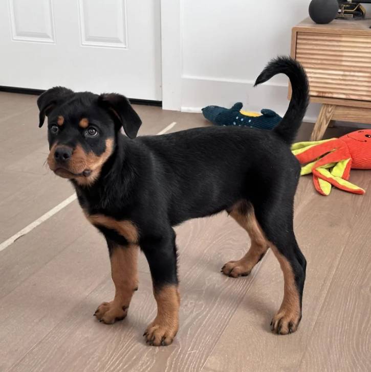 Un Miniature Rottweiler sur un plancher et qui semble détendu 