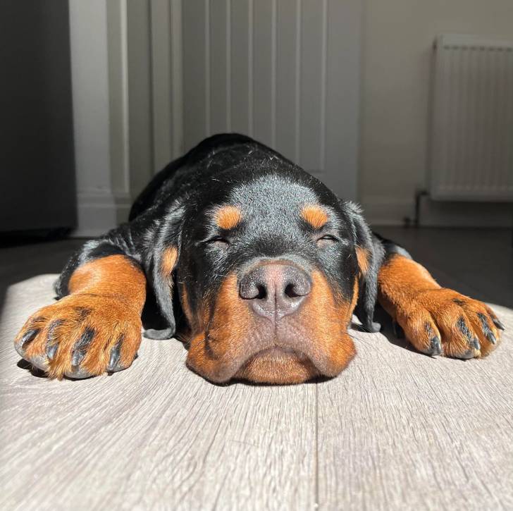 Un Miniature Rottweiler allongé sur un plancher et qui semble dormir 
