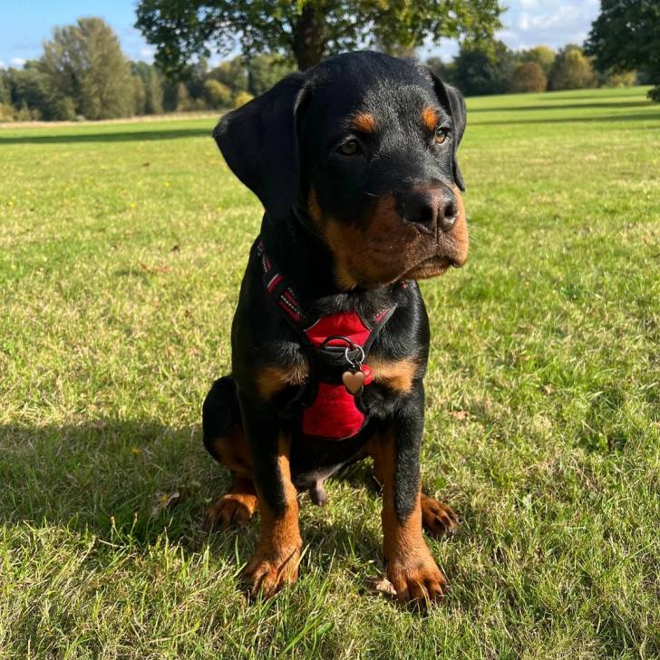 Un Miniature Rottweiler, assis sur un terrain herbeux et portant un collier autour du cou 