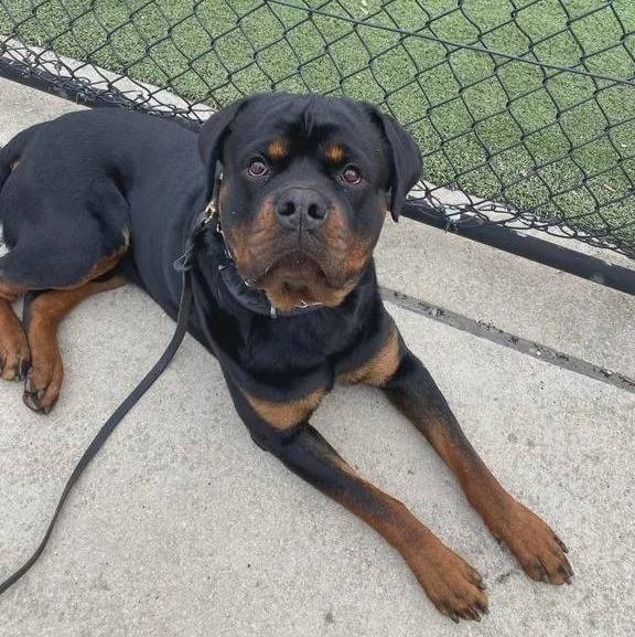 Un Miniature Rottweiler allongé sur une surface en béton et qui est tenu en laisse 
