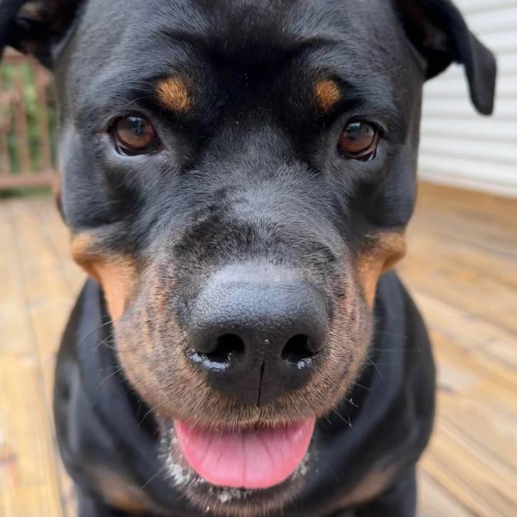 Gros plan d'un Miniature Rottweiler regardant la caméra et tirant la langue