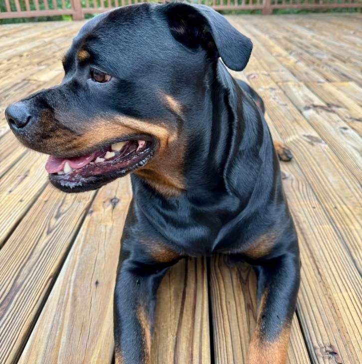 Un Miniature Rottweiler allongé sur un plancher et ayant la gueule légèrement ouverte 