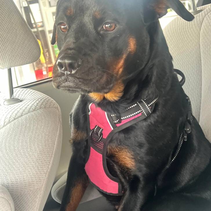 Un Miniature Rottweiler assis sur le siège d'une voiture et portant un harnais 