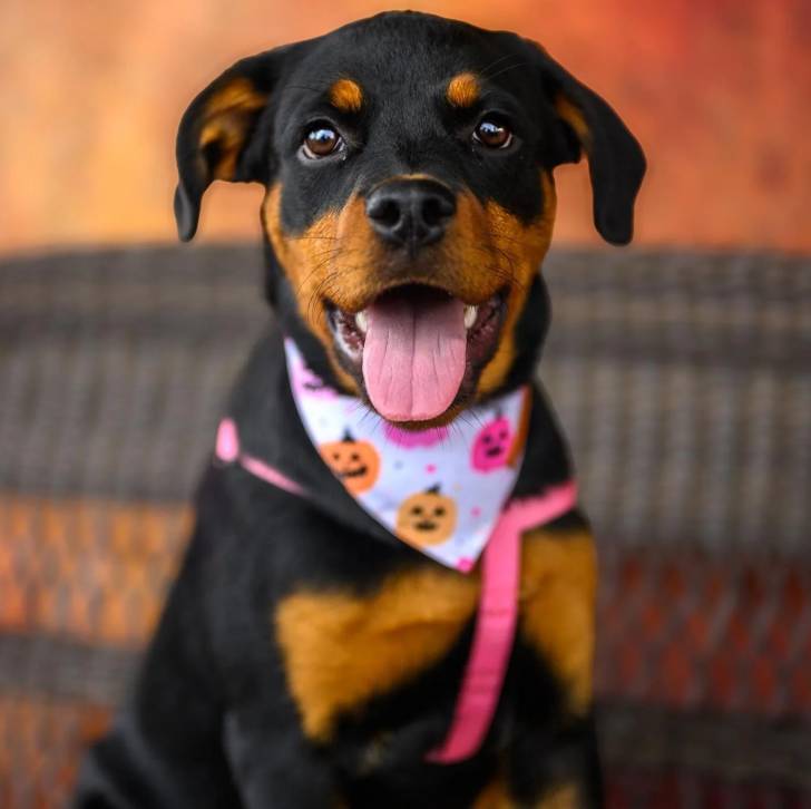 Un Miniature Rottweiler portant un foulard autour du cou et tirant la langue 
