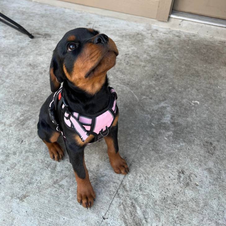 Un Miniature Rottweiler assis sur une surface en béton et portant un harnais 