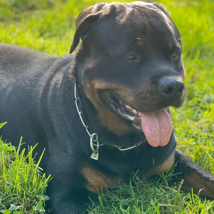 Un Miniature Rottweiler allongé sur un terrain herbeux, tirant la langue et portant un collier autour du cou 