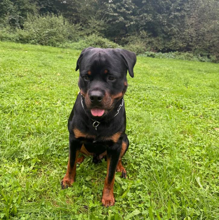 Un Miniature Rottweiler assis sur une surface herbacée, tirant la langue et portant un collier autour du cou
