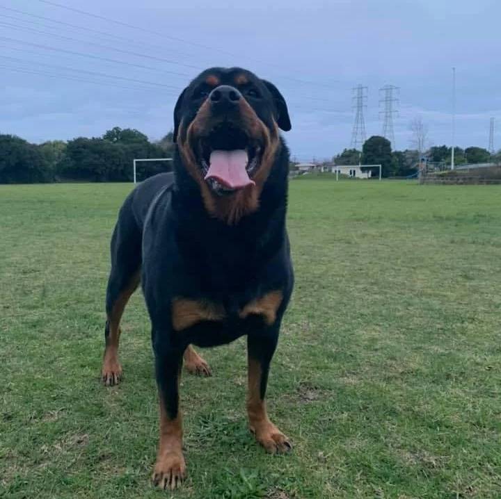 Un Miniature Rottweiler sur un terrain herbeux et ayant la langue pendante 