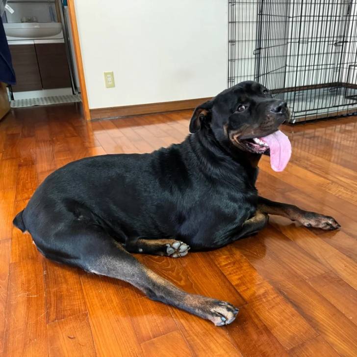 Un Miniature Rottweiler allongé sur un plancher et ayant la langue pendante 