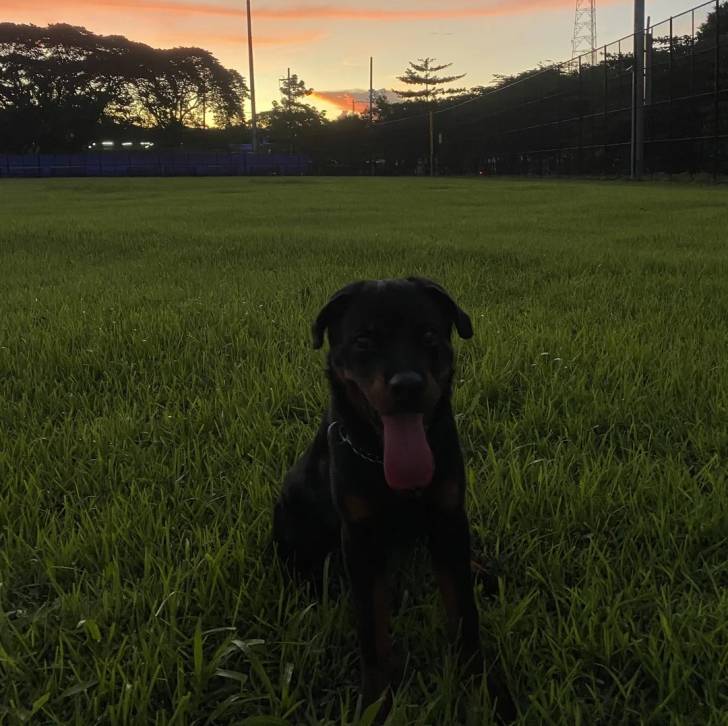 Un Miniature Rottweiler assis sur un terrain herbeux, ayant la langue pendante et portant un collier autour du cou