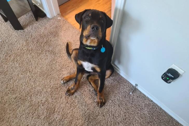 Un Miniature Rottweiler assis sur une moquette et portant un collier autour du cou 
