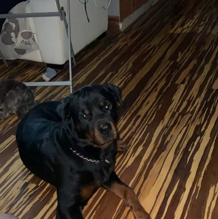 Un Miniature Rottweiler allongé sur un plancher et portant un collier autour du cou 