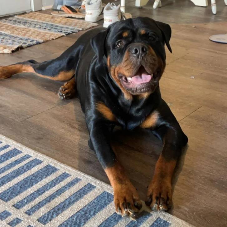 Un Miniature Rottweiler allongé sur un plancher et ayant la gueule légèrement ouverte 